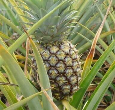 how to peel a pineapple