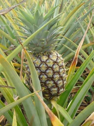 how to peel a pineapple